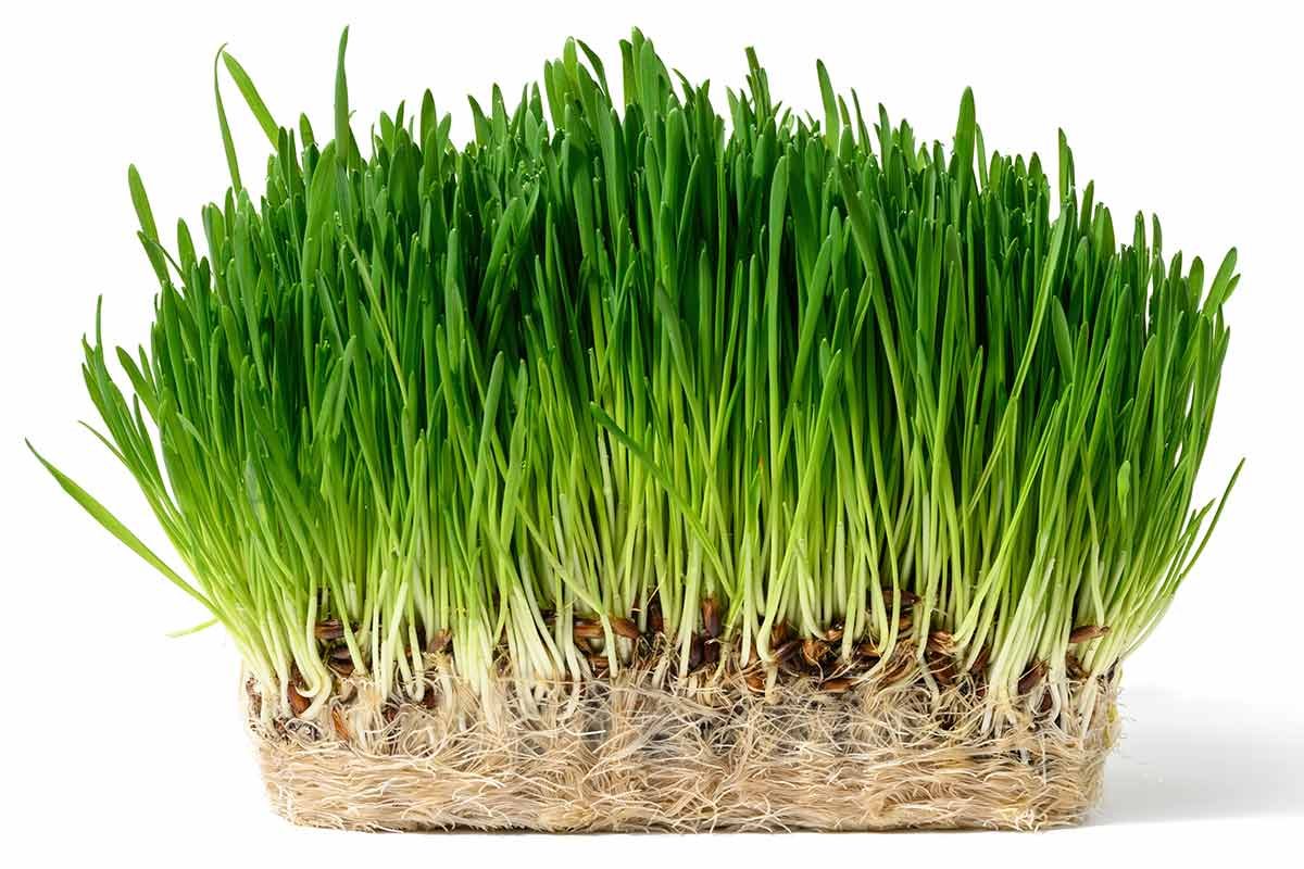 Wheatgrass for Toothache in Summerhill, Toronto