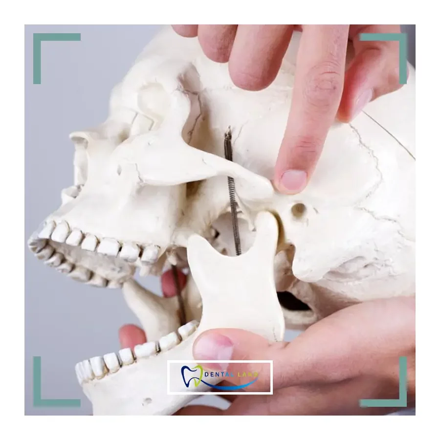 A person holding a skull with teeth, representing TMJ Disorders